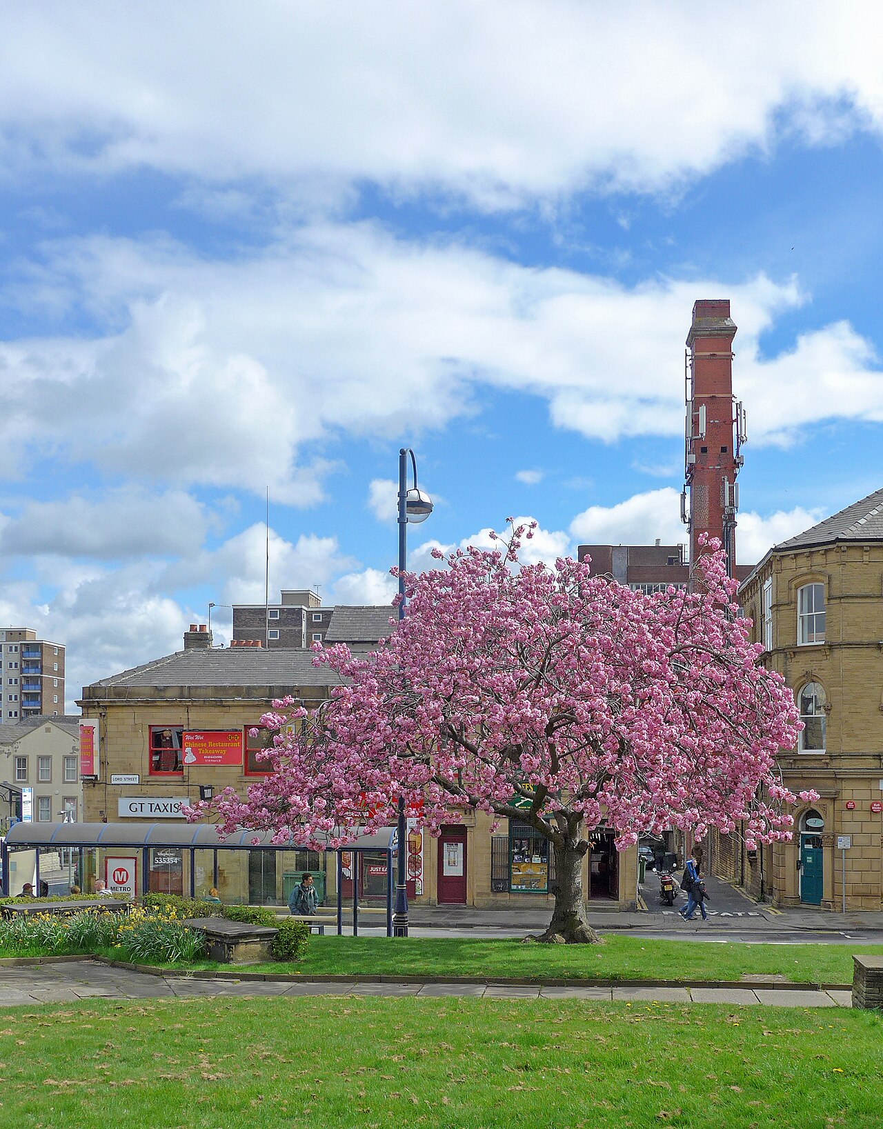 Prunus serrulata 'Kanzan', Kanzan cherry — upright deciduous (Rosaceae) (image 4 of 9)