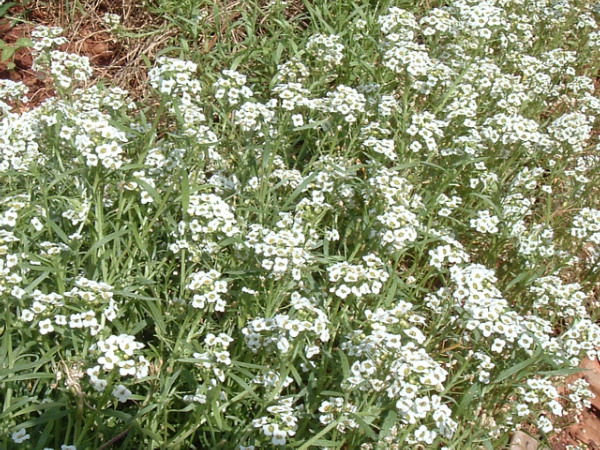 Lobularia maritima (sweet alyssum)