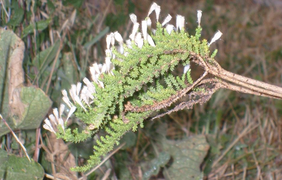 Fabiana imbricata (Pichi) (alternate view 10)