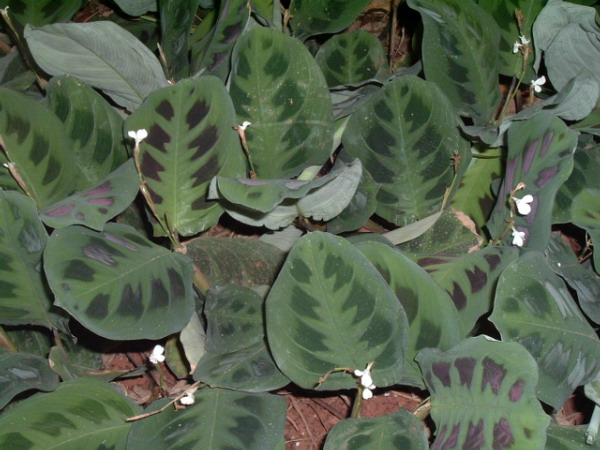 Maranta leuconeura (Prayer Plant) (alternate view 10)