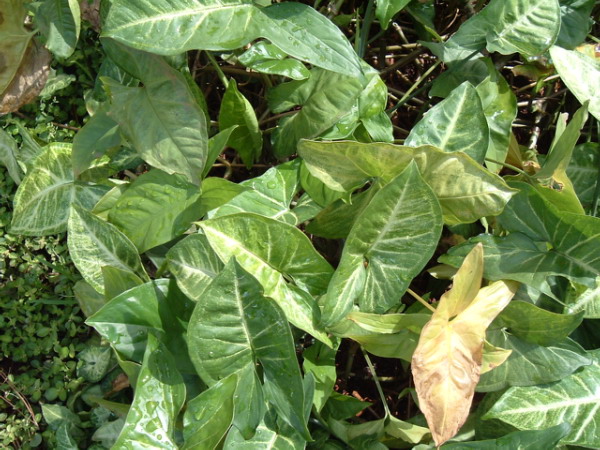 Syngonium podophyllum (Arrowhead Plant) (alternate view 4)