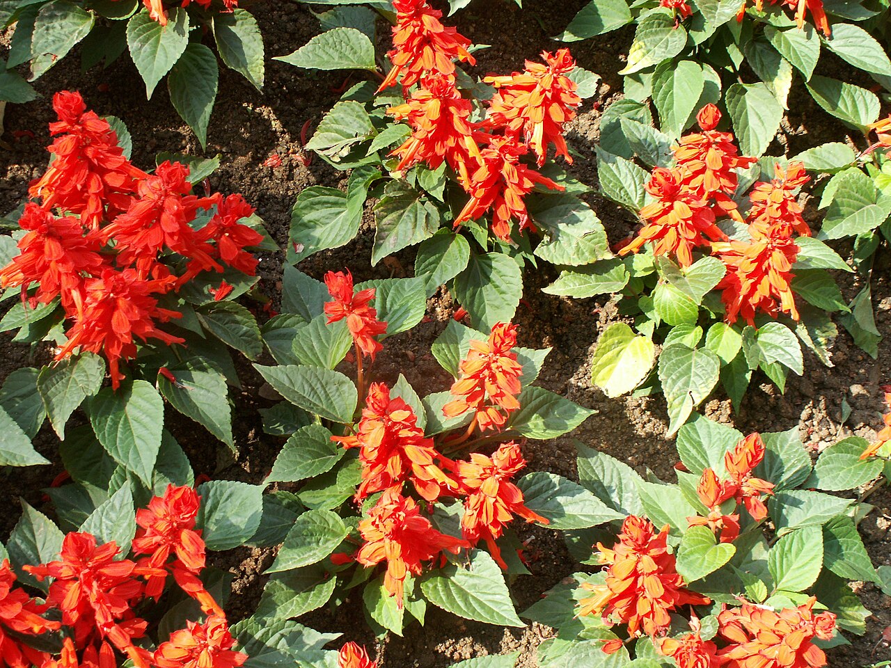 Salvia splendens, Scarlet sage — upright (Lamiaceae) (image 1 of 10)
