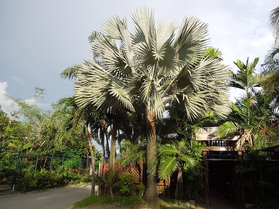 Bismarckia nobilis (Bismarck Palm) (alternate view 7)