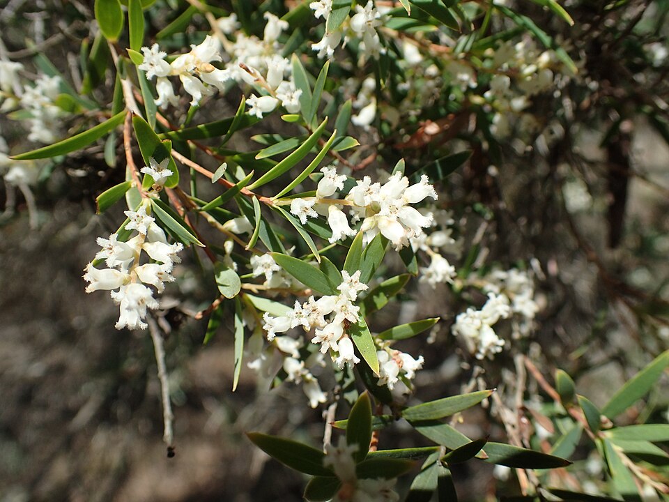 Leucopogon affinis (Lance Beard-heath) (alternate view 10)