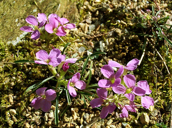 Erysimum capitatum (Western Wallflower)