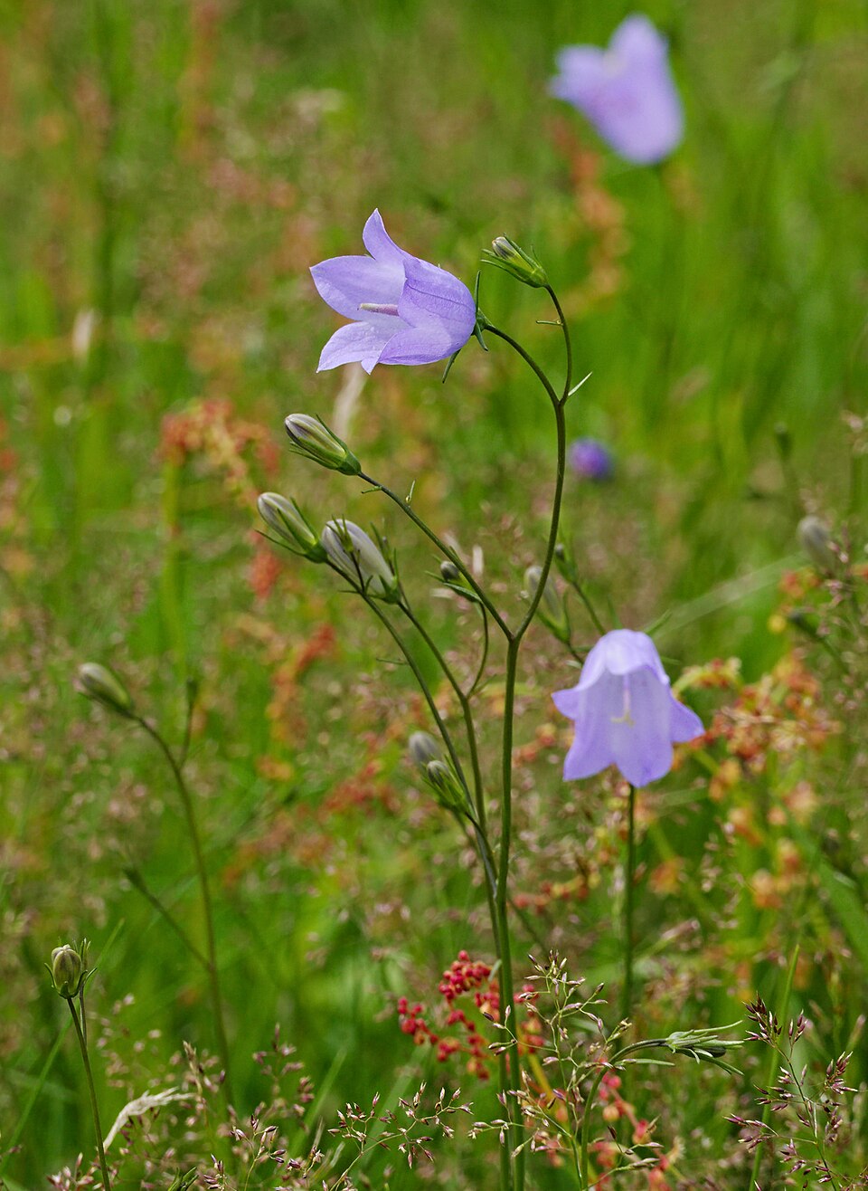 Campanula rotundifolia (Harebell) (alternate view 10)