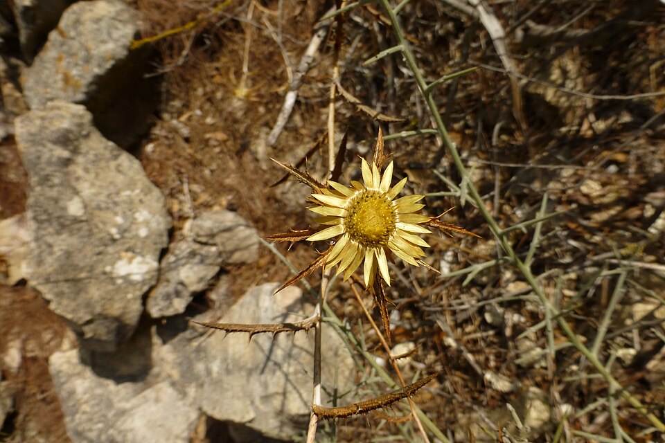 Carlina (Carline Thistles)