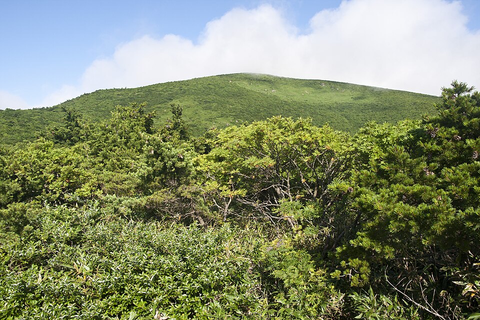 Pinus parviflora (Japanese White Pine) (alternate view 9)