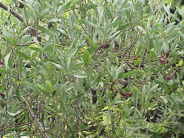 Acacia melanoxylon (blackwood)