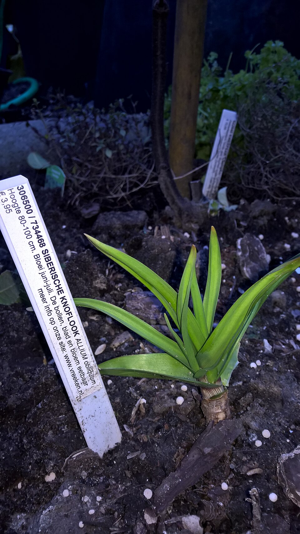 Allium obliquum (alternate view 9)