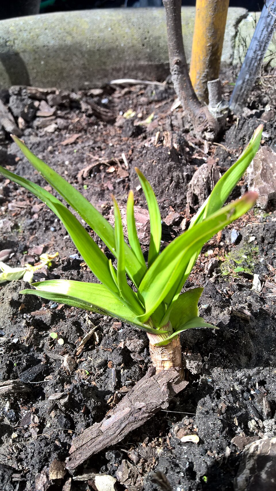 Allium obliquum (alternate view 10)