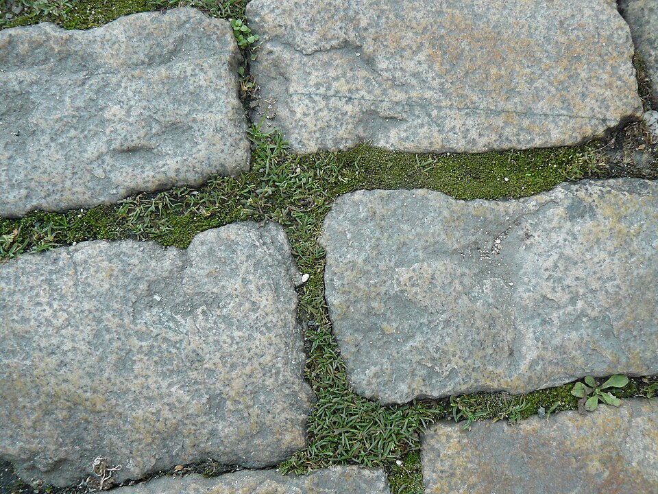 Sagina procumbens (pearlwort) (alternate view 10)