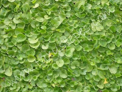 Dichondra repens (kidney weed)