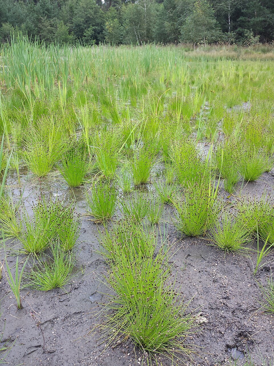 Eleocharis ovata (Ovoid Spikerush) (alternate view 8)