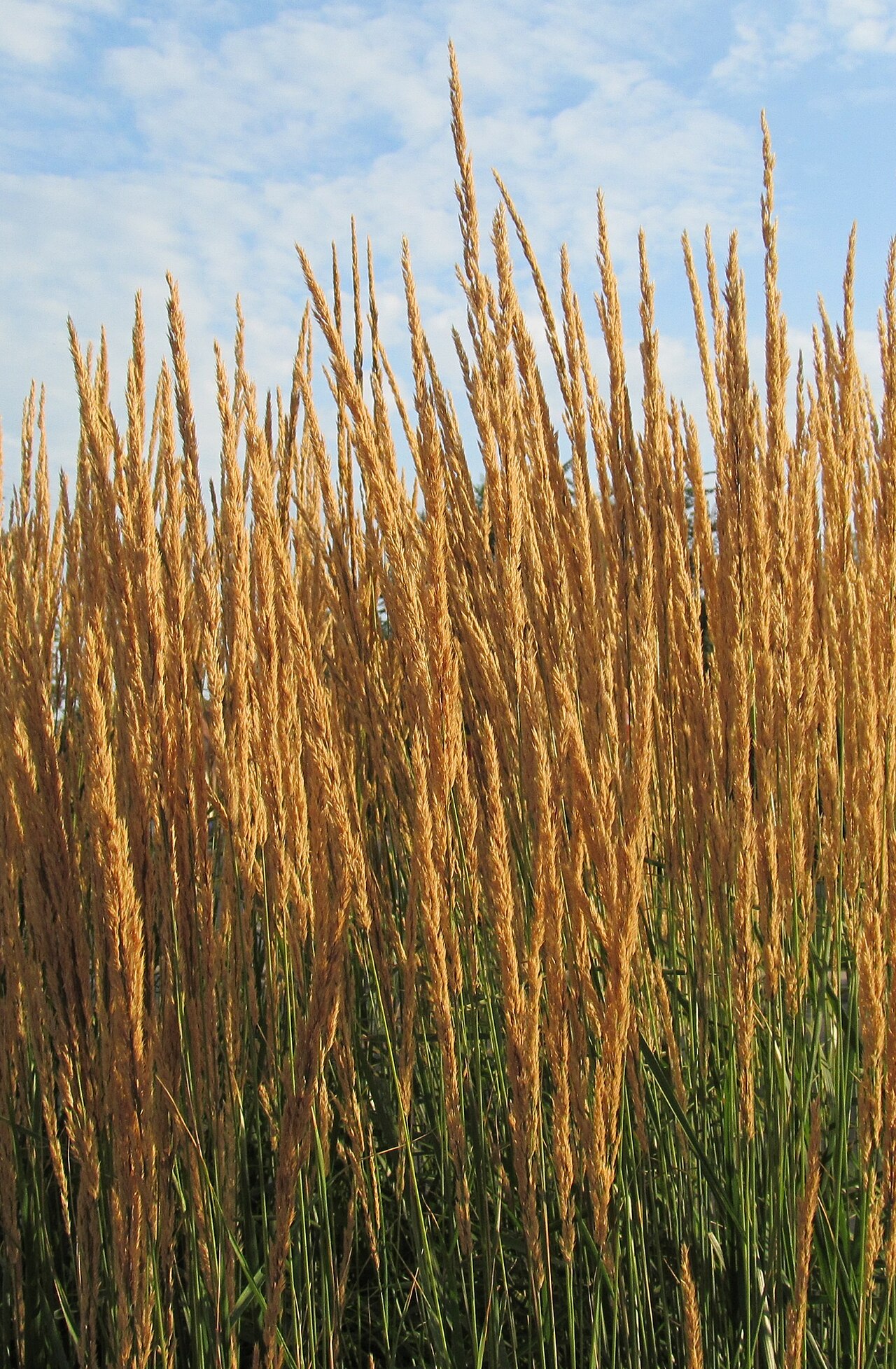 Calamagrostis acutiflora, Feather reed grass — clumping deciduous (Poaceae) (image 5 of 10)