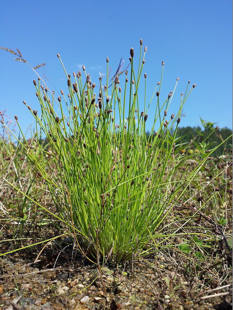 Eleocharis ovata (Ovoid Spikerush) (alternate view 9)