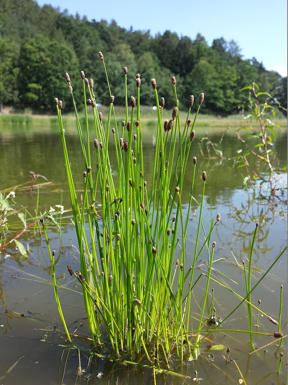 Eleocharis ovata (Ovoid Spikerush) (alternate view 10)