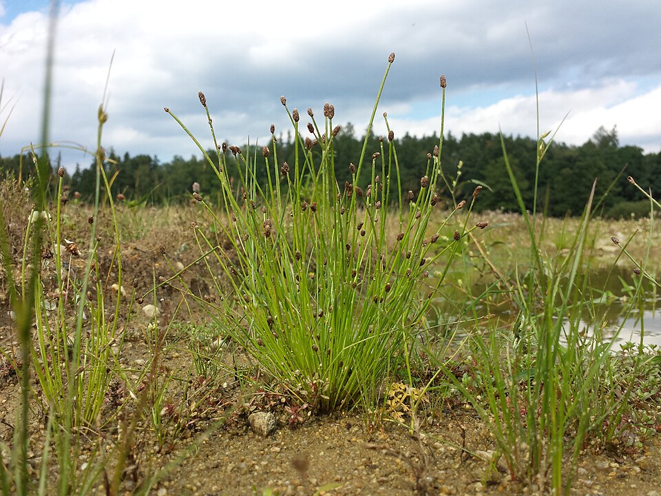 Eleocharis ovata (Ovoid Spikerush) (alternate view 11)