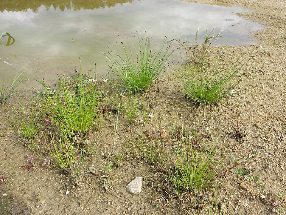 Eleocharis ovata (Ovoid Spikerush) (alternate view 12)