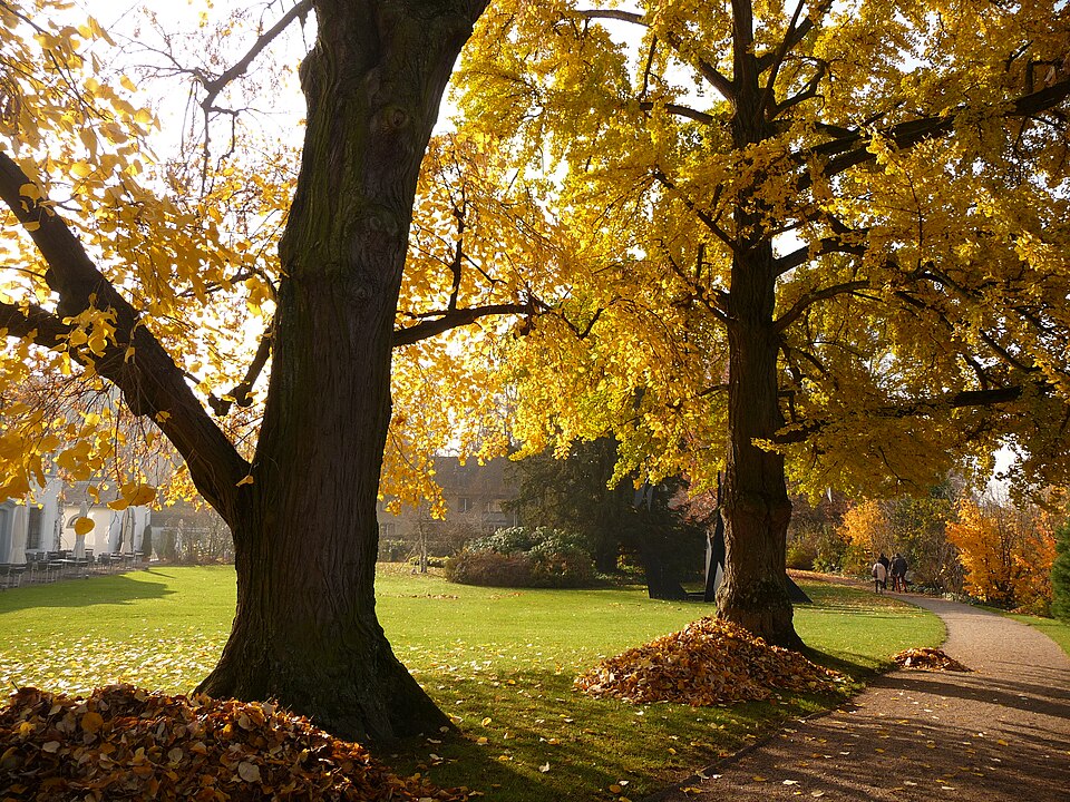 Ginkgo biloba (ginkgo, maidenhair tree) (alternate view 2)