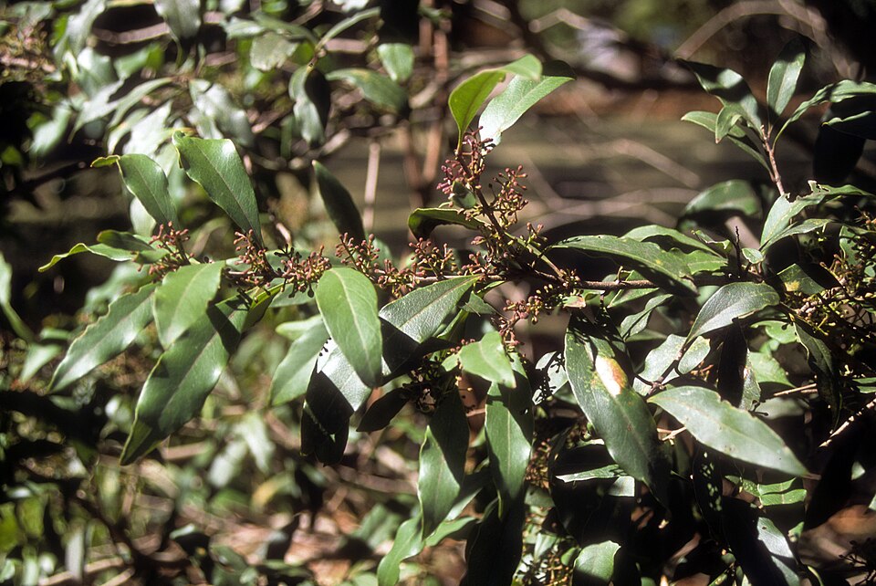 Notelaea longifolia (Large Mock-olive) (alternate view 6)
