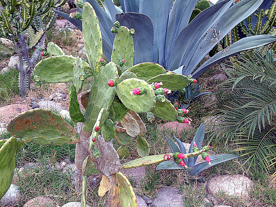 Opuntia (Prickly Pears)