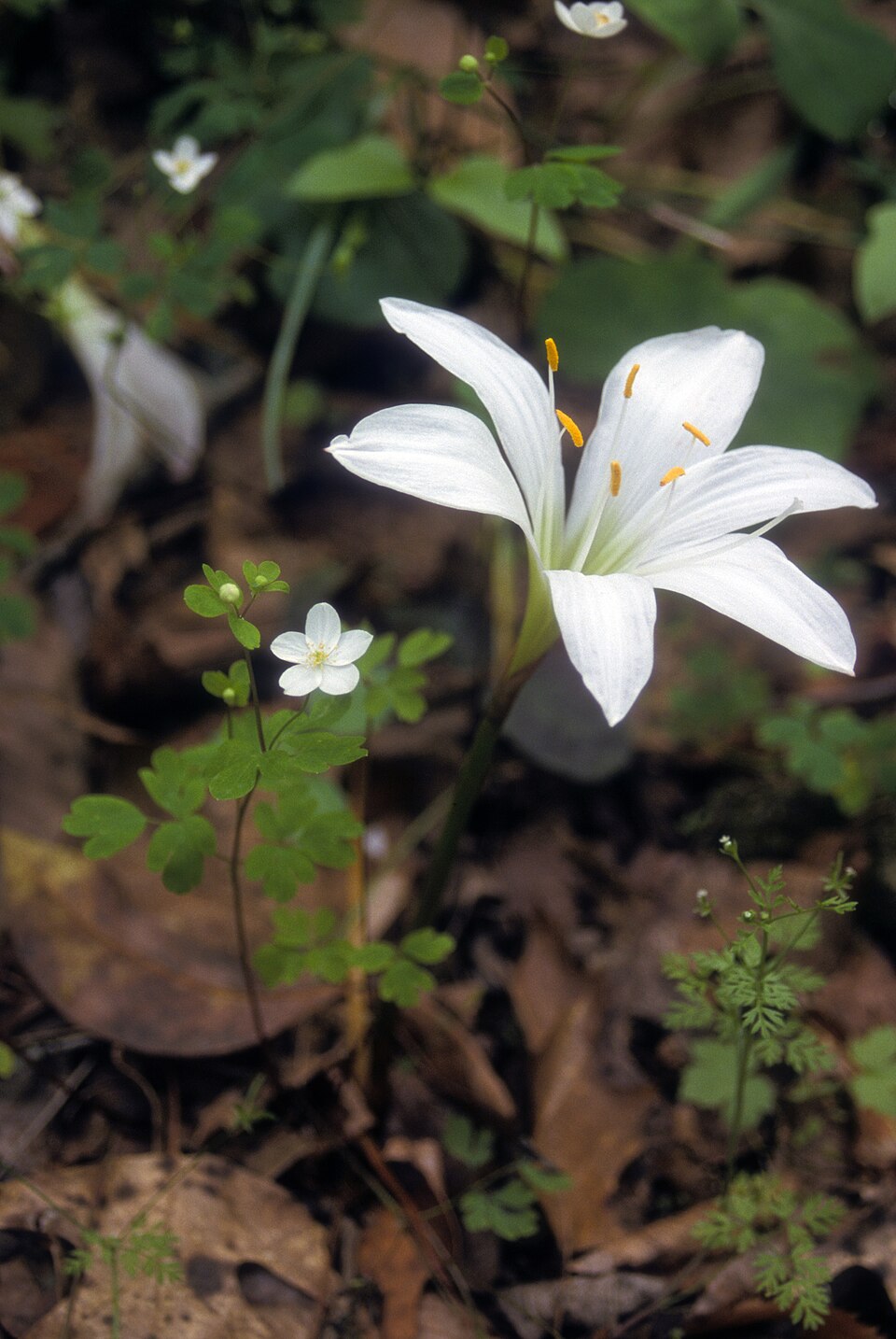 Enemion biternatum (false rue anemone) (alternate view 7)