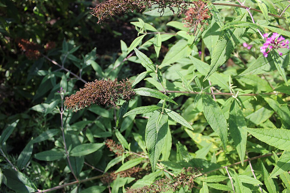 Buddleja davidii (butterfly bush) (alternate view 5)