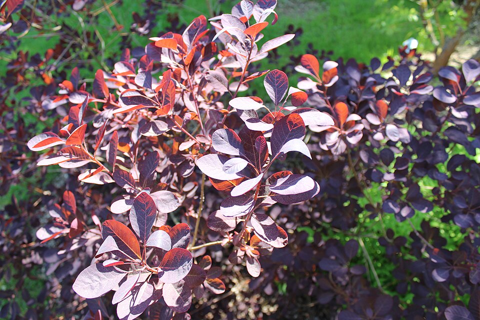Cotinus coggygria 'Royal Purple' (Royal Purple Smoke Tree) (alternate view 4)