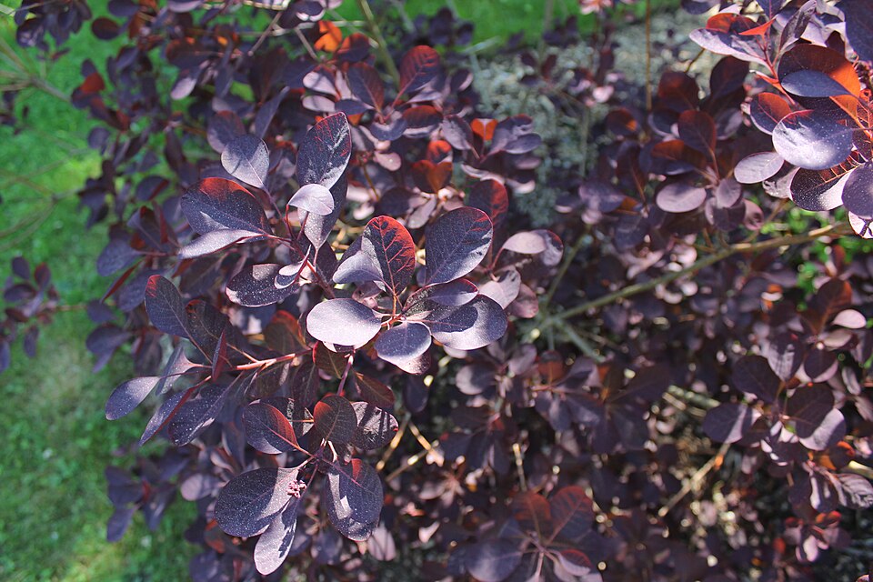 Cotinus coggygria 'Royal Purple' (Royal Purple Smoke Tree) (alternate view 5)