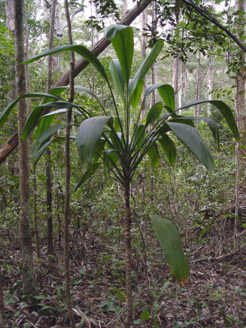 Cordyline petiolaris (Broad leaved Palm Lily) (alternate view 6)