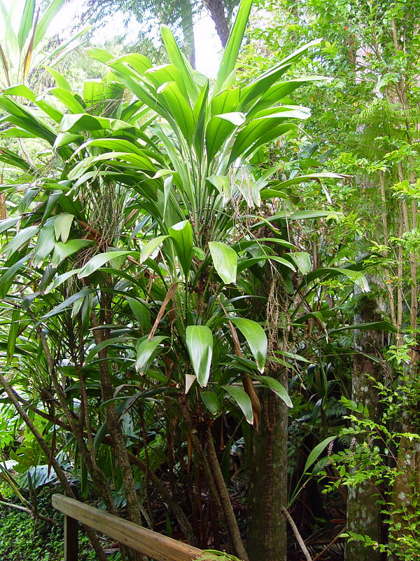 Cordyline petiolaris (Broad leaved Palm Lily) (alternate view 7)