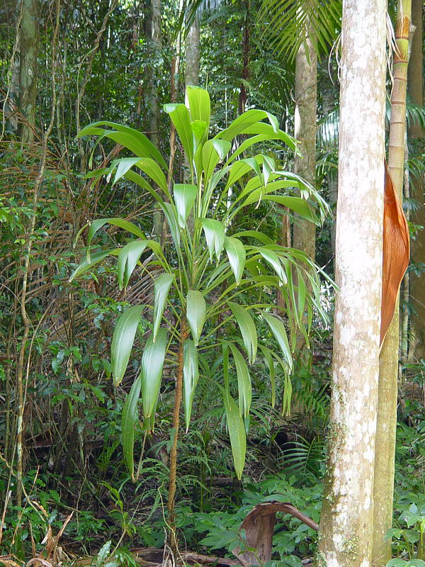 Cordyline petiolaris (Broad leaved Palm Lily) (alternate view 8)