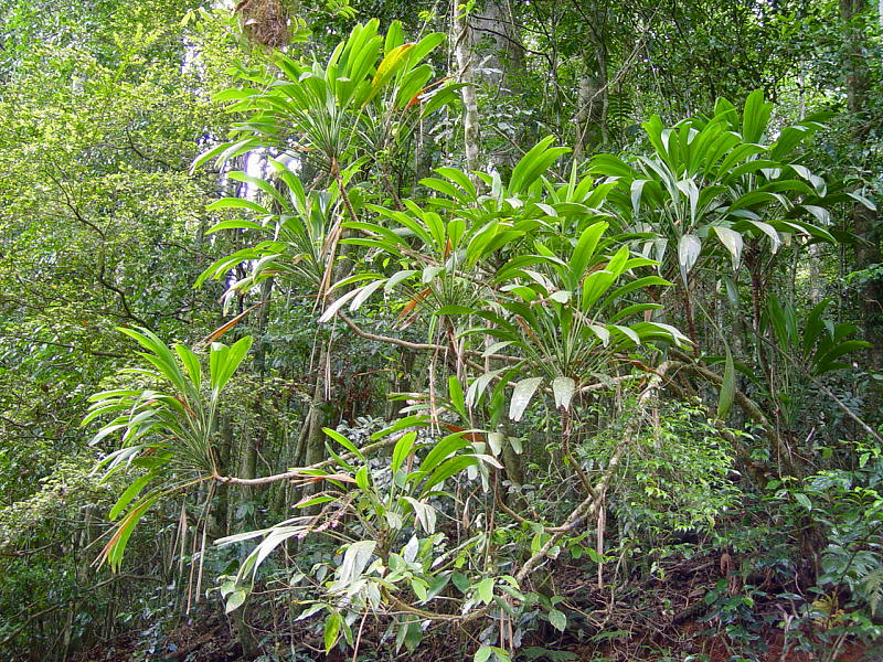 Cordyline petiolaris (Broad leaved Palm Lily) (alternate view 9)