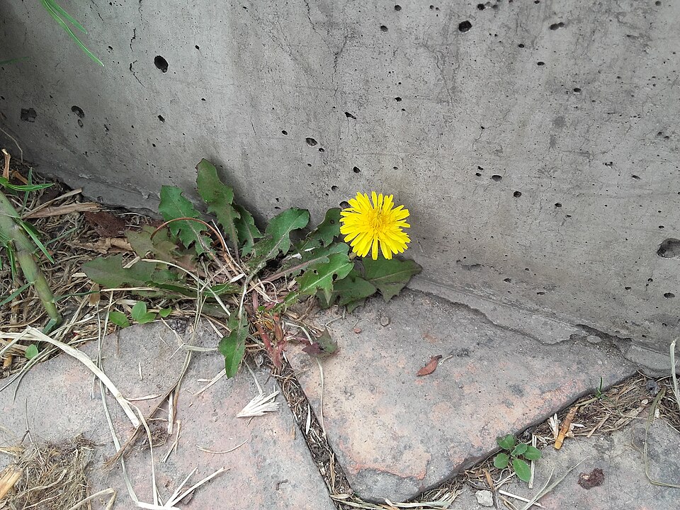 Taraxacum officinale (Dandelion Greens) (alternate view 9)