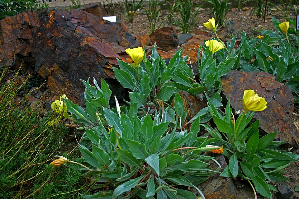 Oenothera macrocarpa (bigfruit evening primrose) (alternate view 9)