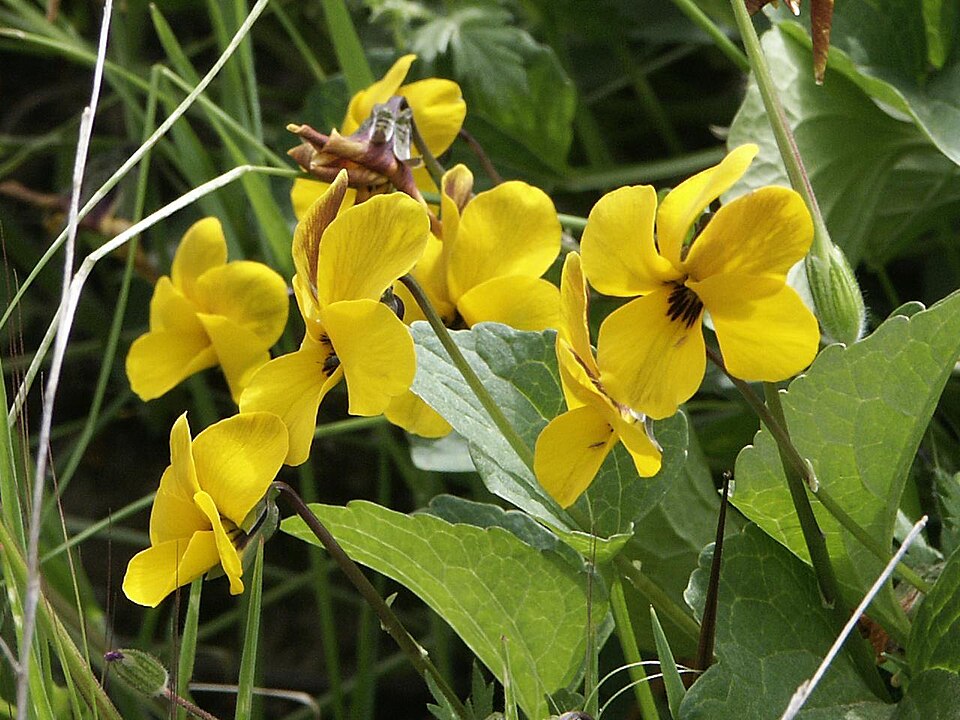 Viola pedunculata (California Golden Violet) (alternate view 4)
