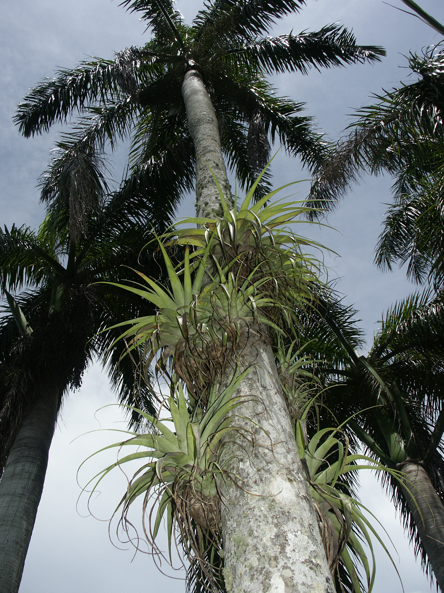Tillandsia utriculata (giant airplant) (alternate view 2)