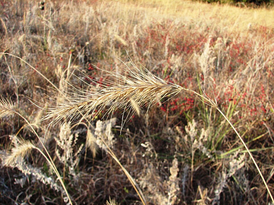 Elymus canadensis (Canada wild rye) (alternate view 8)