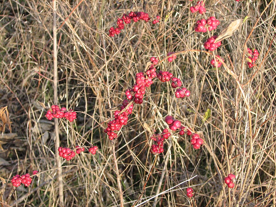 Symphoricarpos orbiculatus (coralberry)