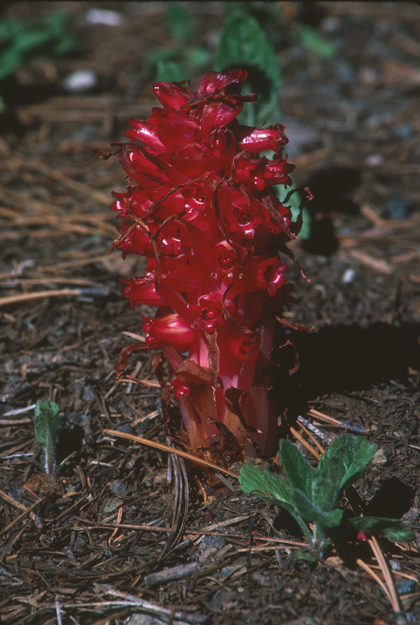 Sarcodes sanguinea (Snowplant) (alternate view 9)