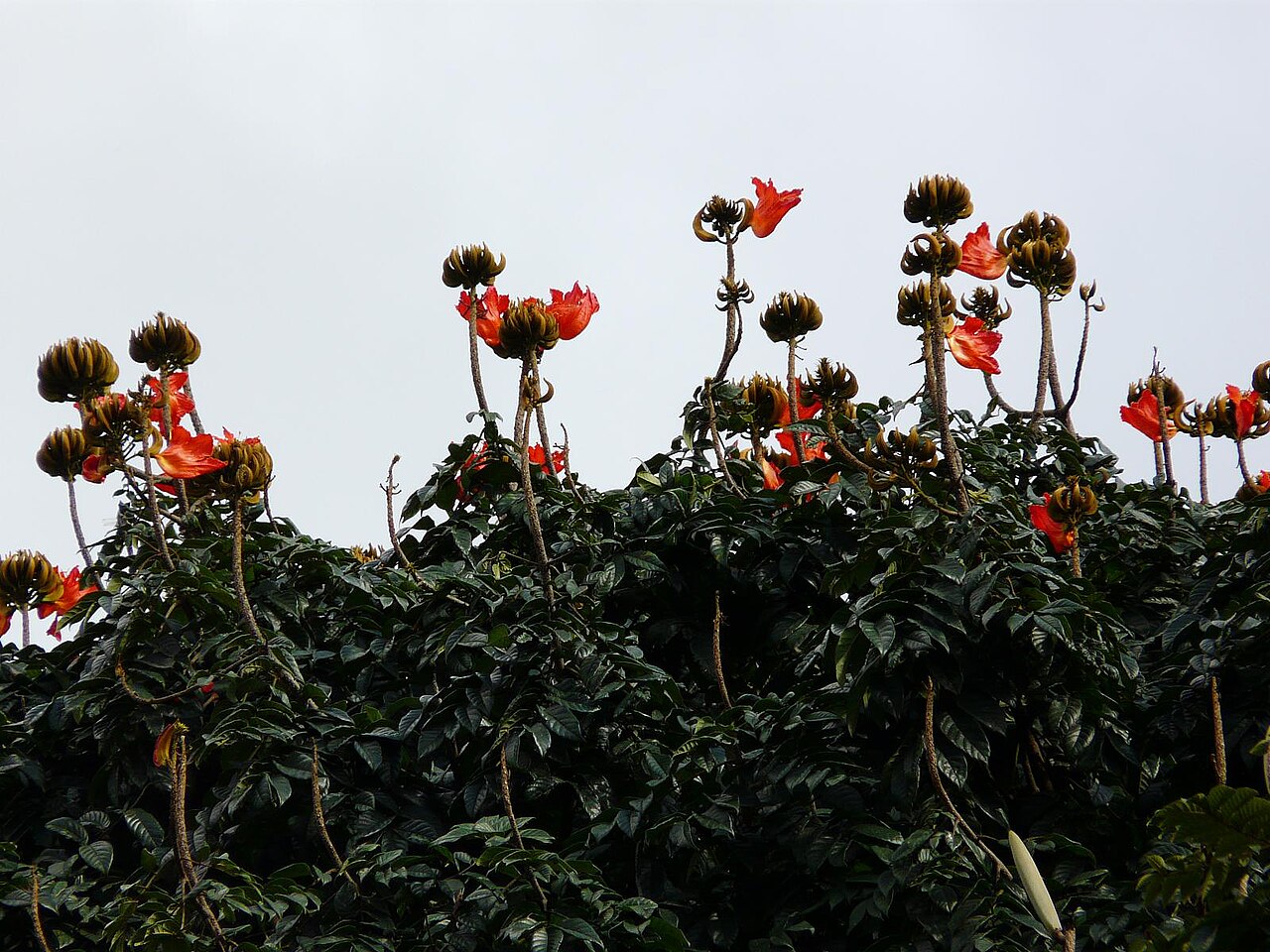 Spathodea campanulata, African tulip tree — upright semi-evergreen (Bignoniaceae) (image 7 of 9)