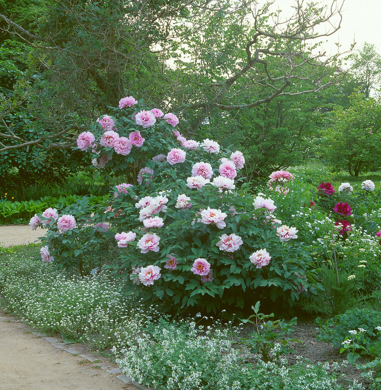 Paeonia lactiflora 'Sarah Bernhardt', Sarah Bernhardt Peony (Paeoniaceae) (image 3 of 15)