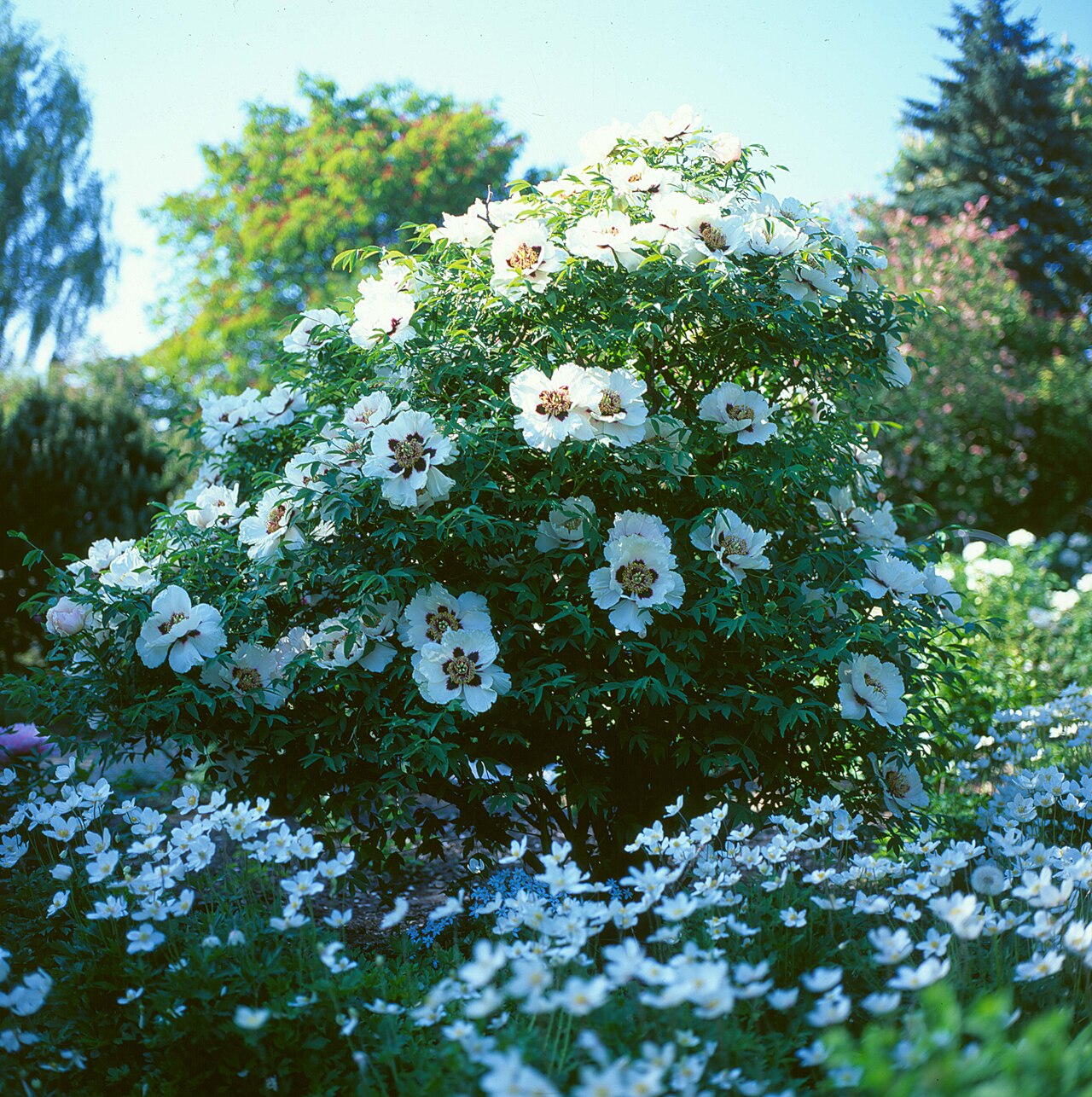 Paeonia rockii, Rock's tree peony — upright deciduous (Paeoniaceae) (image 2 of 10)