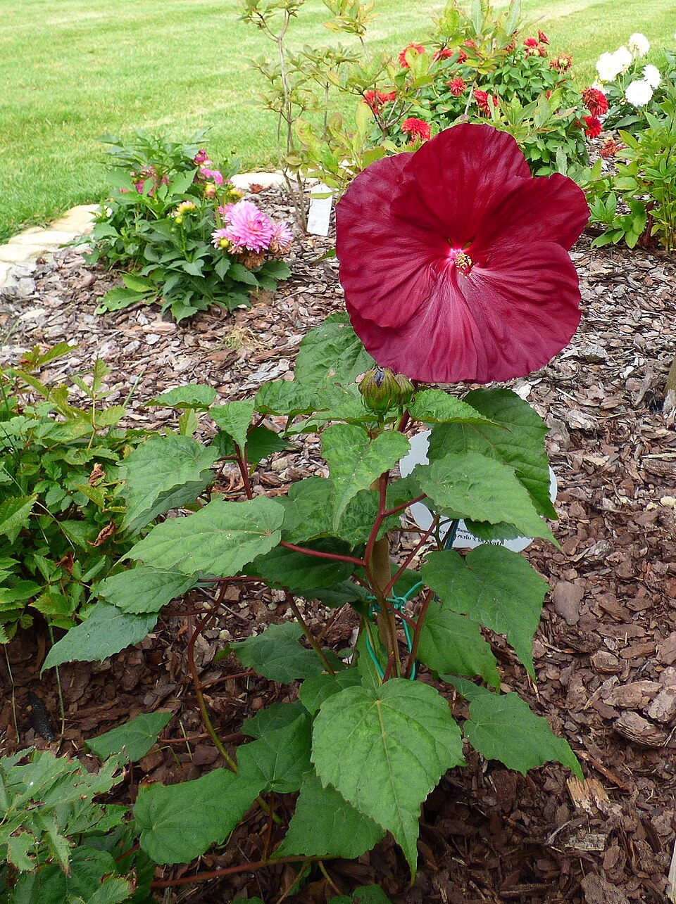 Hibiscus moscheutos (Hardy Hibiscus) (alternate view 8)