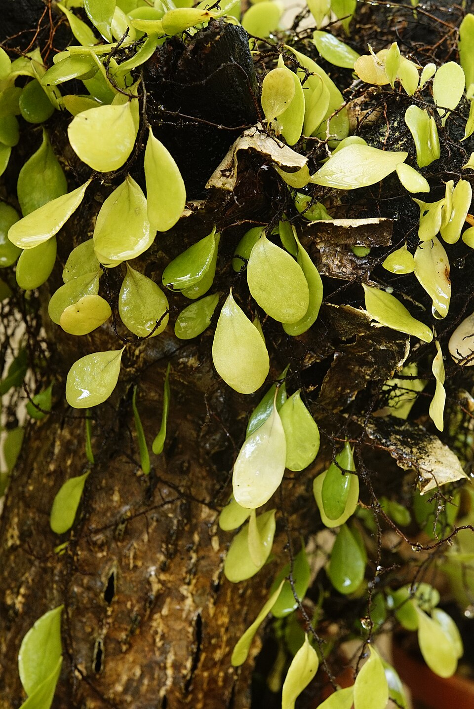 Pyrrosia (Felt Ferns) (alternate view 4)
