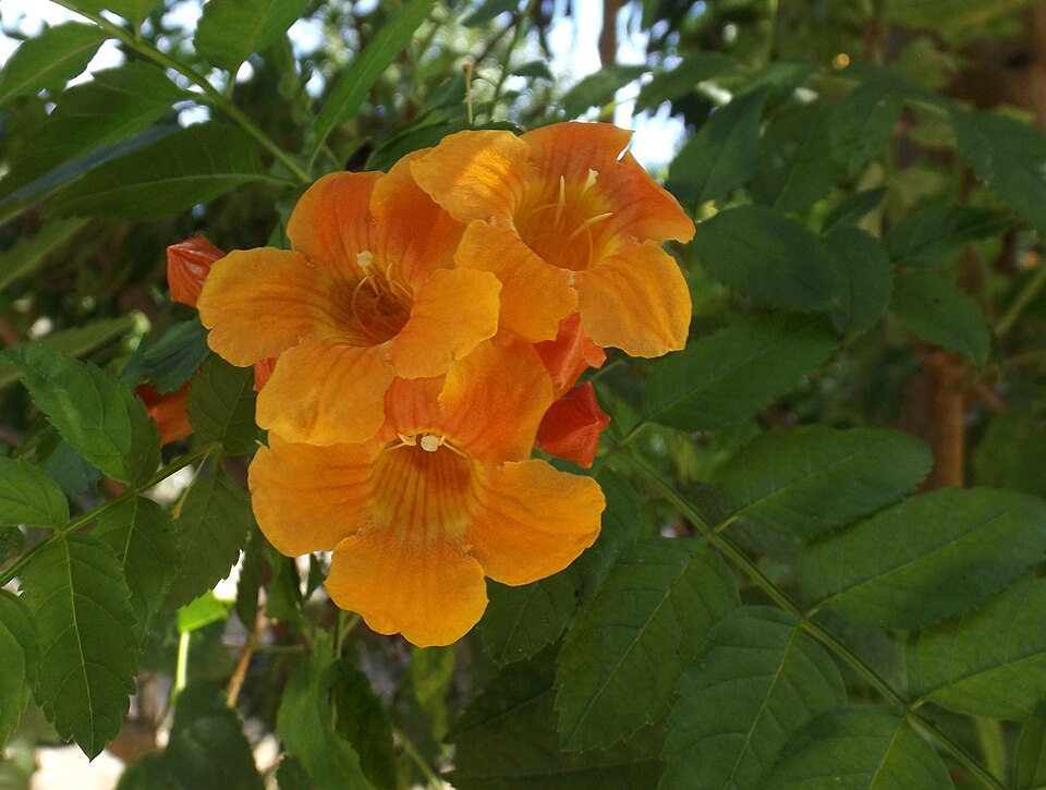 Tecoma x 'Orange Jubilee' (Orange Jubilee Tecoma)