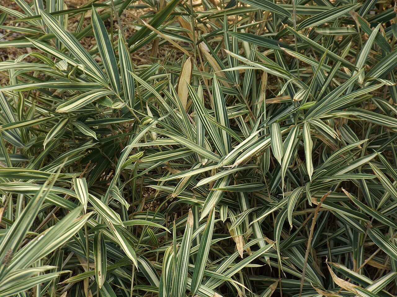 Pleioblastus variegatus, Dwarf white-stripe bamboo — spreading evergreen (Poaceae) (image 8 of 9)