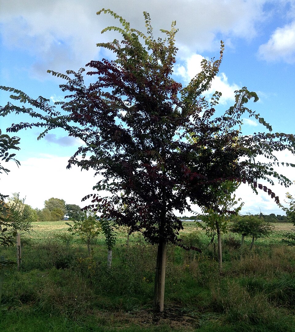 Ulmus 'Frontier' (Frontier Elm Tree)