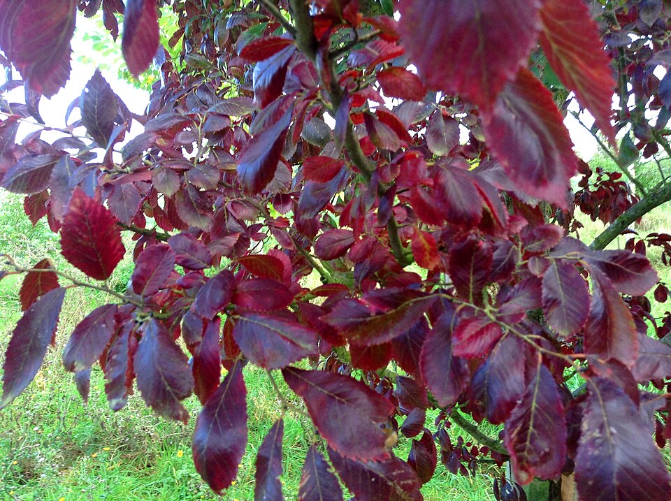Ulmus 'Frontier' (Frontier Elm Tree) (alternate view 2)